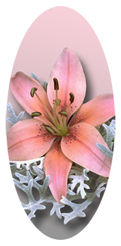 Pink Lily